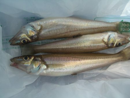 オリジナルメーカー海づり公園(市原市海づり施設) 釣果