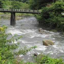 狩野川(狩野川漁業協同組合) 釣果