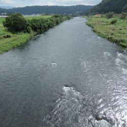 狩野川(狩野川漁業協同組合) 釣果