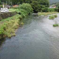 狩野川(狩野川漁業協同組合) 釣果