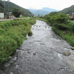 狩野川(狩野川漁業協同組合) 釣果