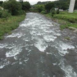 狩野川(狩野川漁業協同組合) 釣果