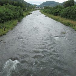 狩野川(狩野川漁業協同組合) 釣果