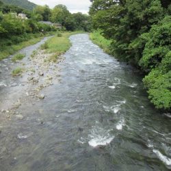 狩野川(狩野川漁業協同組合) 釣果