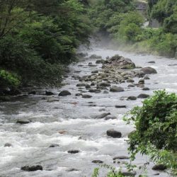 狩野川(狩野川漁業協同組合) 釣果