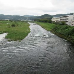 狩野川(狩野川漁業協同組合) 釣果