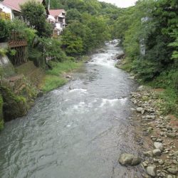 狩野川(狩野川漁業協同組合) 釣果