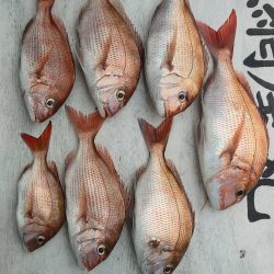 網屋丸 釣果