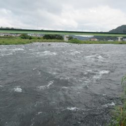 狩野川(狩野川漁業協同組合) 釣果