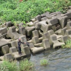 狩野川(狩野川漁業協同組合) 釣果