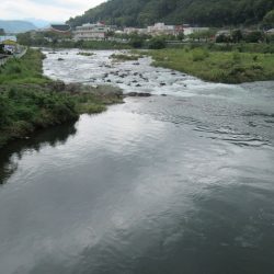 狩野川(狩野川漁業協同組合) 釣果