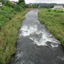 狩野川(狩野川漁業協同組合) 釣果
