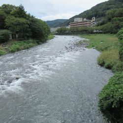 狩野川(狩野川漁業協同組合) 釣果