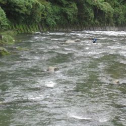 狩野川(狩野川漁業協同組合) 釣果