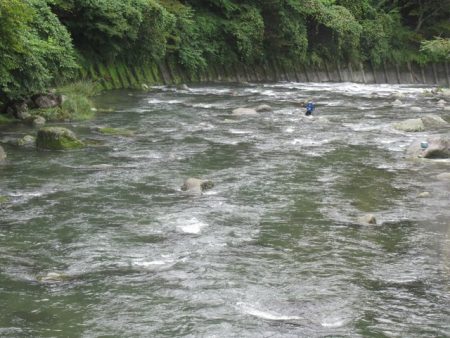狩野川(狩野川漁業協同組合) 釣果