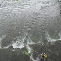 狩野川(狩野川漁業協同組合) 釣果