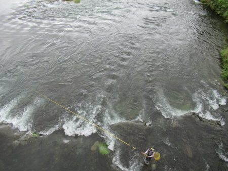 狩野川(狩野川漁業協同組合) 釣果