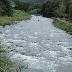 狩野川(狩野川漁業協同組合) 釣果