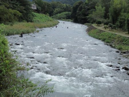 狩野川(狩野川漁業協同組合) 釣果