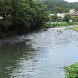 狩野川(狩野川漁業協同組合) 釣果