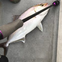 Blue.win 海人丸 釣果