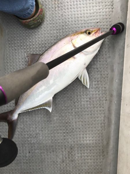 Blue.win 海人丸 釣果