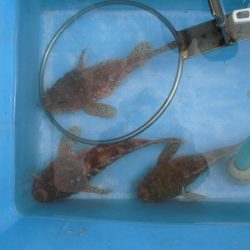 大進丸(新潟) 釣果