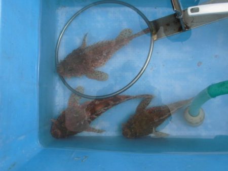 大進丸(新潟) 釣果