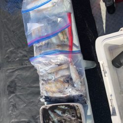 あみや渡船 釣果