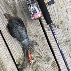 あみや渡船 釣果