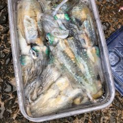 あみや渡船 釣果