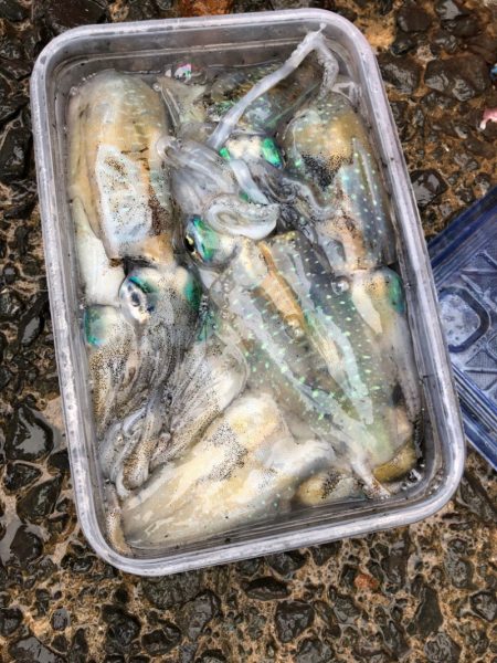 あみや渡船 釣果