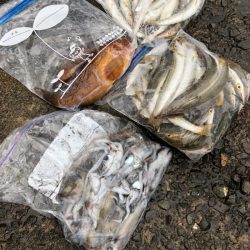 あみや渡船 釣果