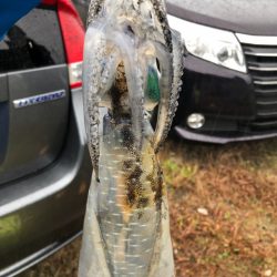 あみや渡船 釣果