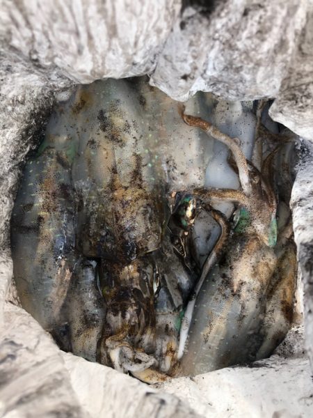 あみや渡船 釣果