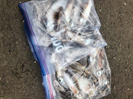 あみや渡船 釣果