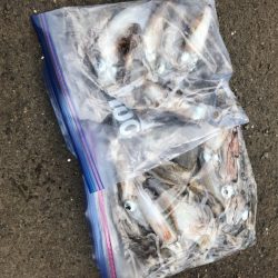 あみや渡船 釣果