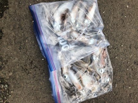 あみや渡船 釣果