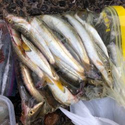 あみや渡船 釣果