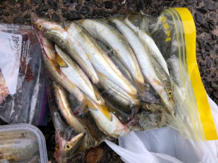 あみや渡船 釣果