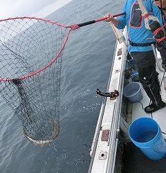 第二清洋丸 釣果