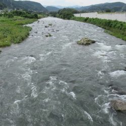 狩野川(狩野川漁業協同組合) 釣果