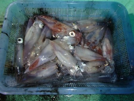 第二むつ漁丸 釣果