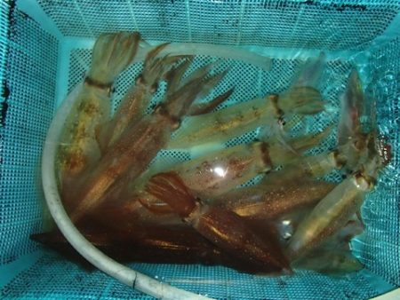 第二むつ漁丸 釣果