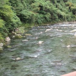 狩野川(狩野川漁業協同組合) 釣果