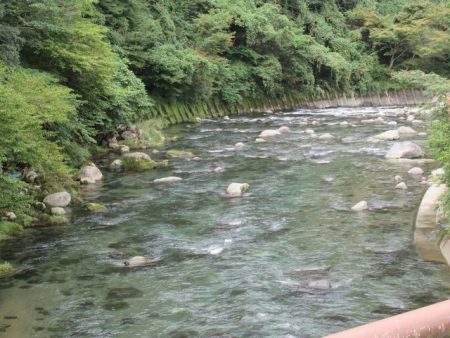 狩野川(狩野川漁業協同組合) 釣果