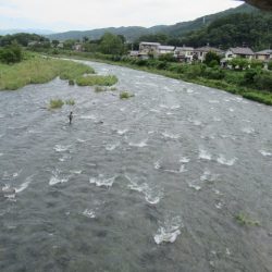 狩野川(狩野川漁業協同組合) 釣果