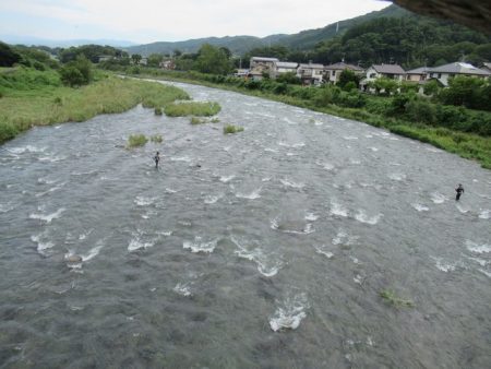 狩野川(狩野川漁業協同組合) 釣果