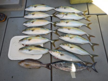 sea boss シーボス 釣果