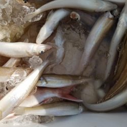 オーフリー 釣果